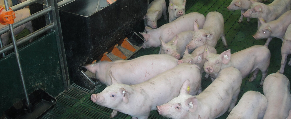 Germany continues the downward trend of its pork sector