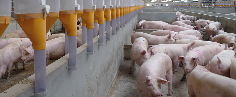 Denmark is considering changes to its pig production model