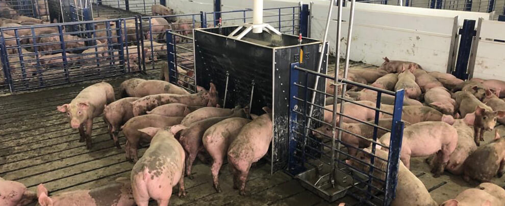 Estados Unidos, potencia  global del sector porcino