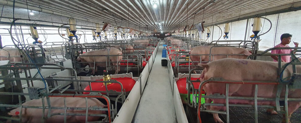 Filipinas recupera poco a poco su producción porcina tras la PPA