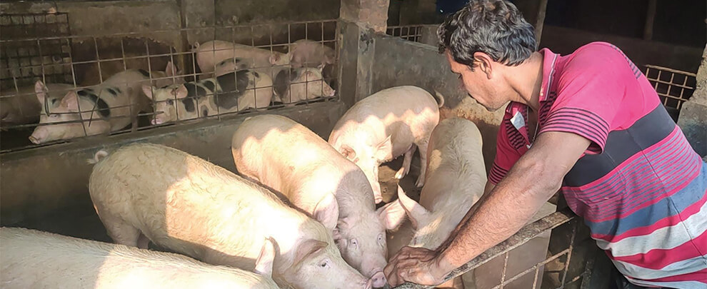 India avanza lentamente en el desarrollo de su sector porcino