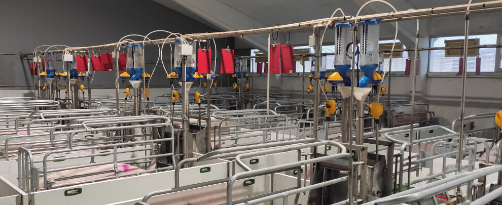 Italy’s swine sector: An economic engine