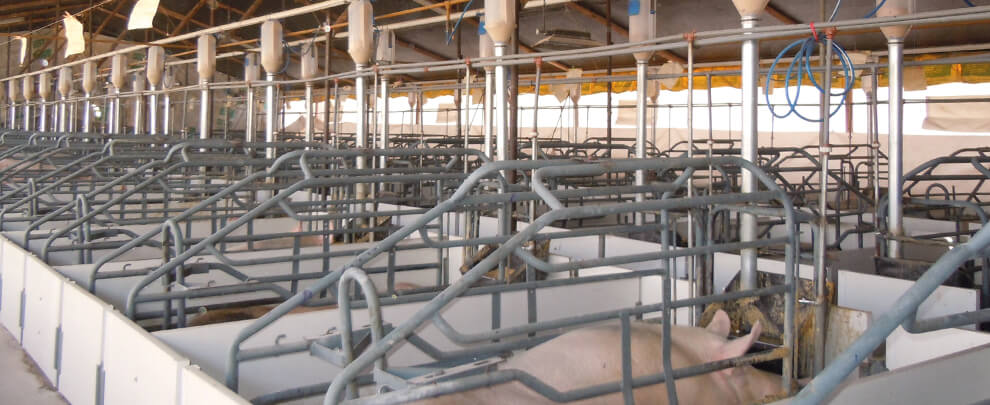 El sector porc&iacute; peru&agrave; avan&ccedil;a cap a la professionalitzaci&oacute;