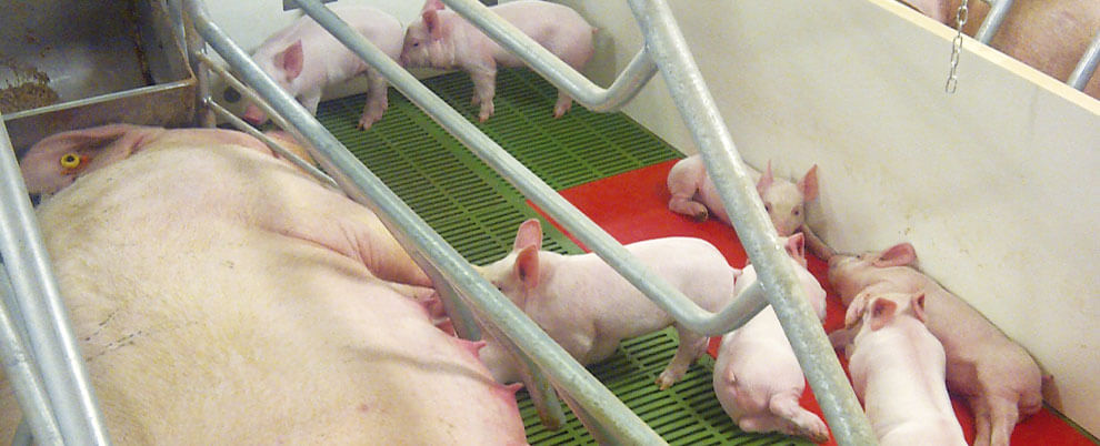 Pork imports, key to the British pig sector