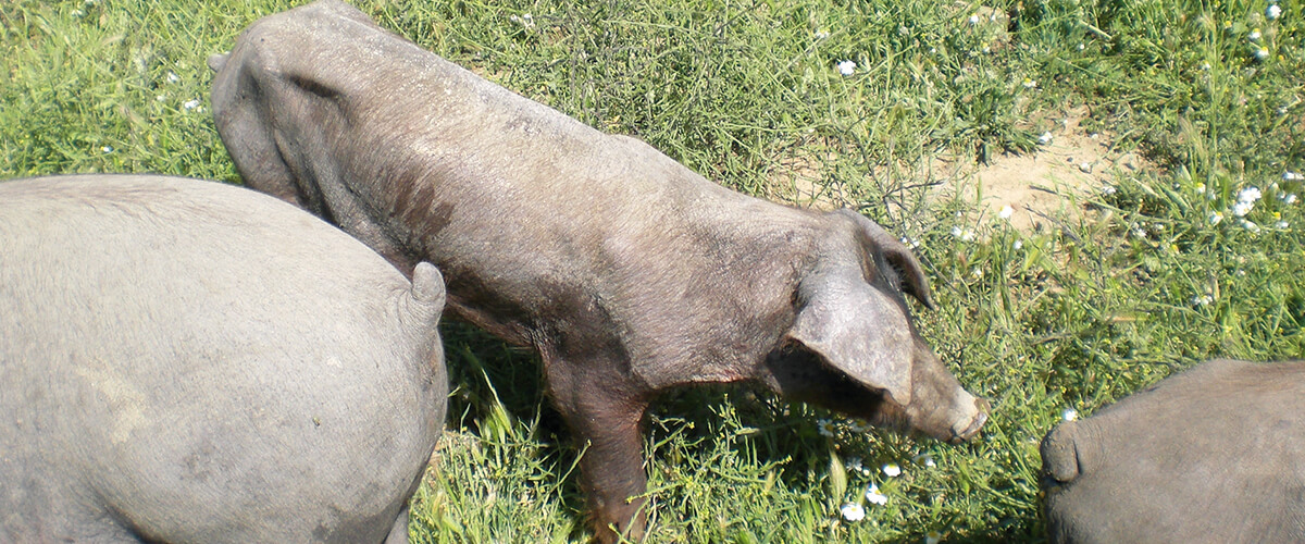 Parámetros para valorar el bienestar animal porcino