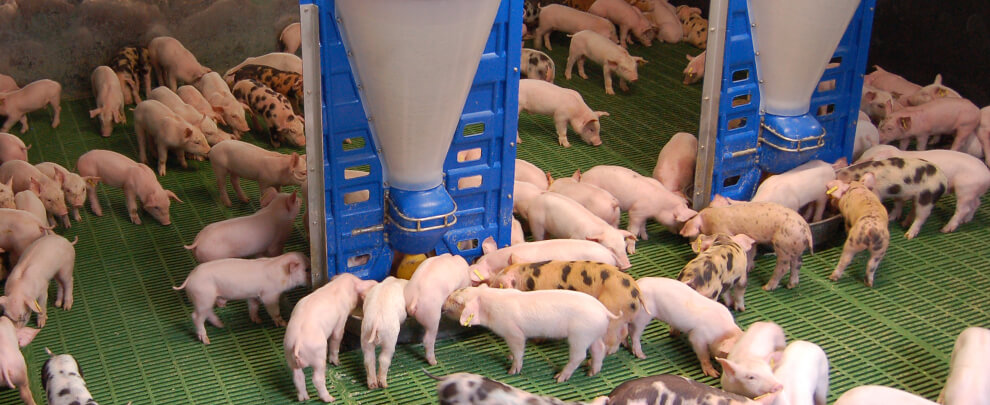 ¿Puede una granja producir más con un menor impacto ambiental?
