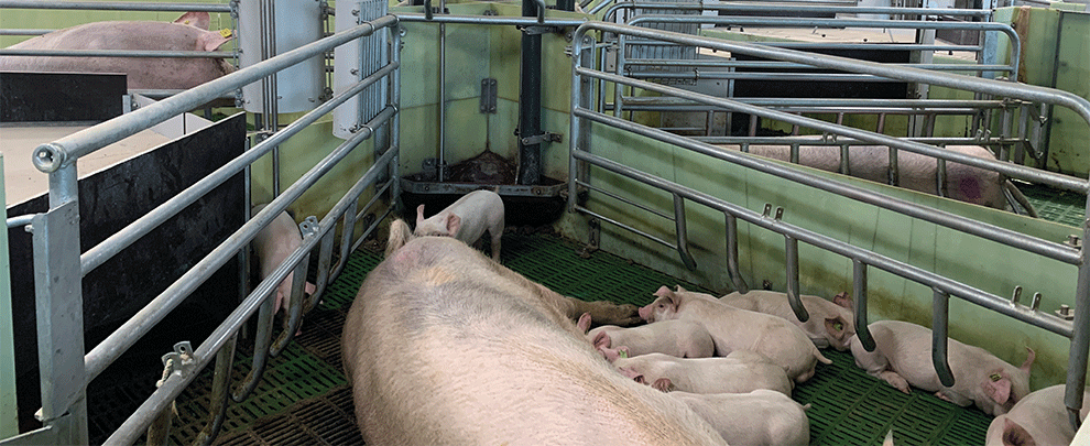 Effects on feed administration frequency on lactating sows and piglets
