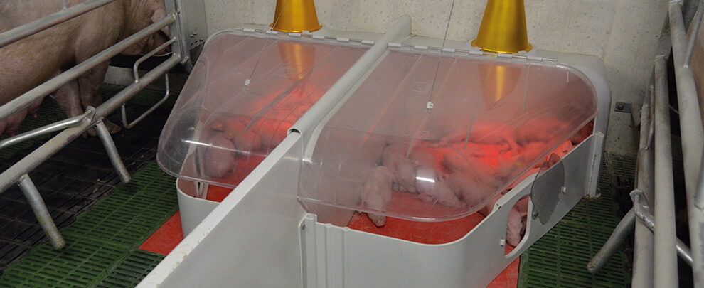 Five ways to improve piglet survival in farrowing