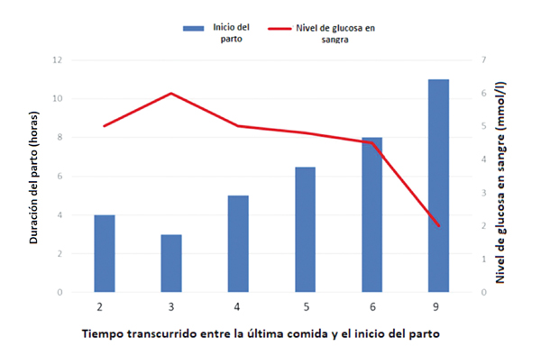 partos cerdas