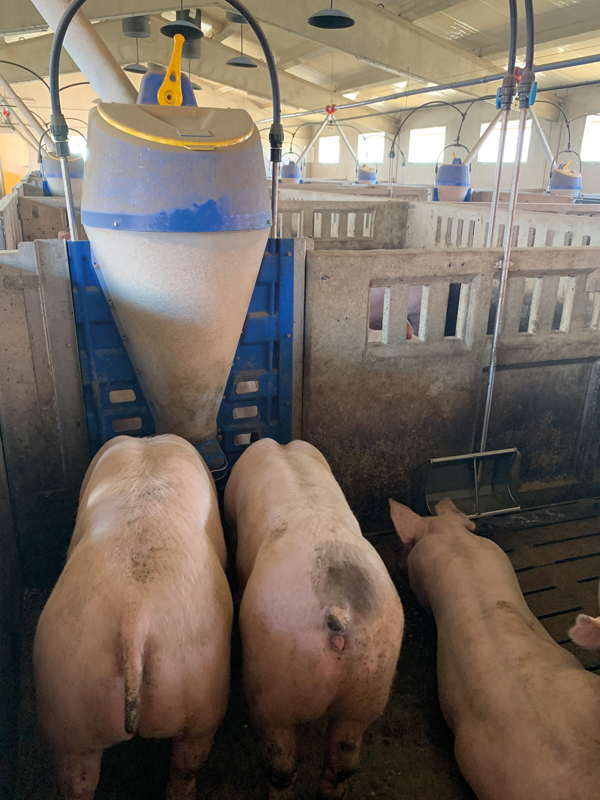 equipamiento para granjas porcinas