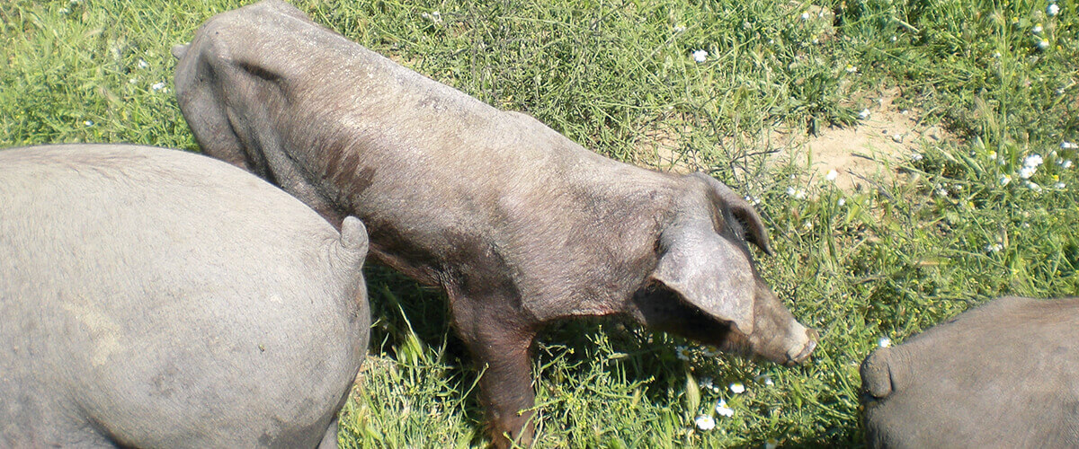 Parameters for assessing pig welfare