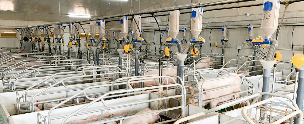 Advantages of the electronic lactation feeding system in practice
