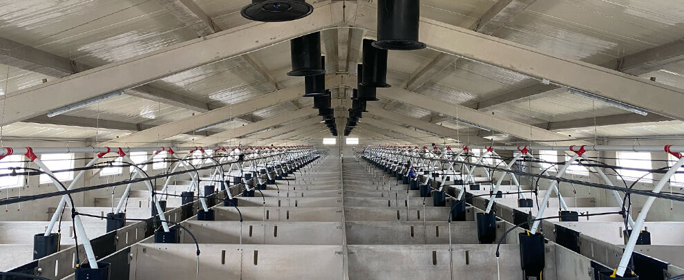 Ventilaci&oacute; natural o ventilaci&oacute; for&ccedil;ada en granges porcines