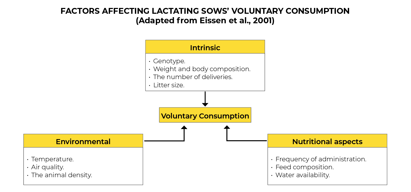 voluntary consumptions sows