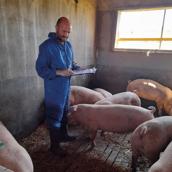 auditoria bienestar animal