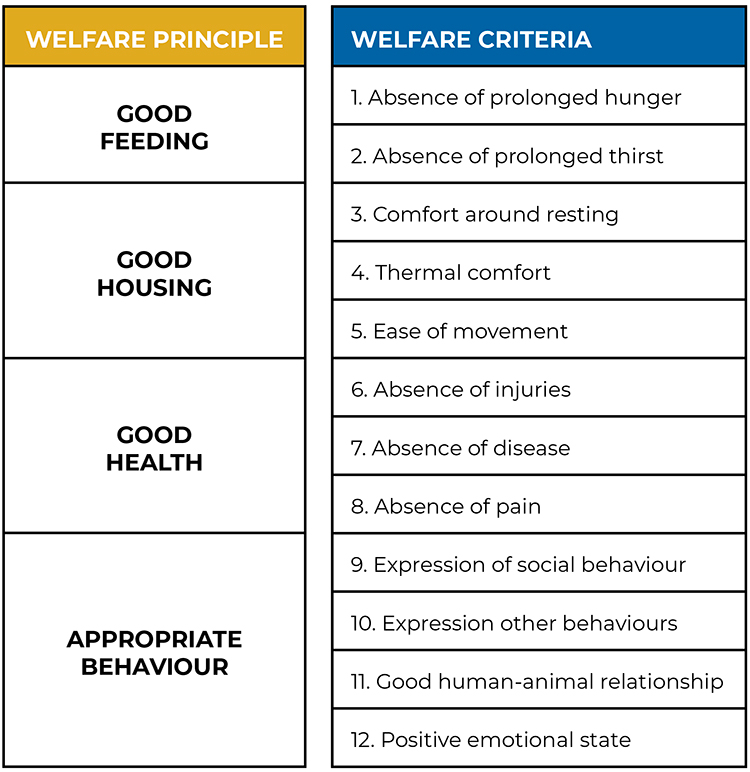 welfare in pig farms